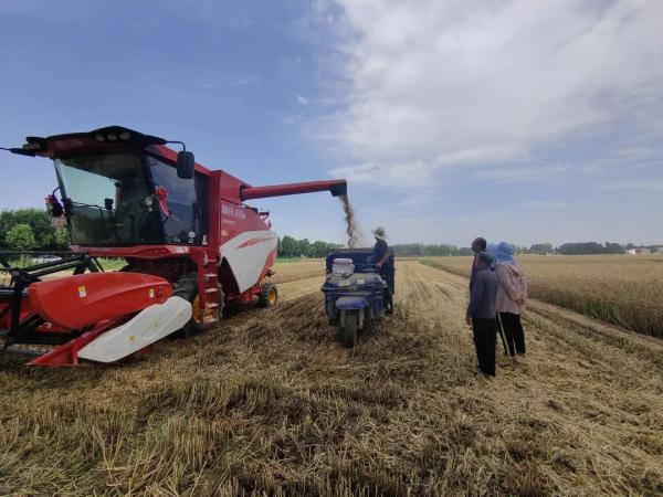 直击河南抢收小麦,“有收割机24小时作业” 直击河南抢收小麦,“有收割机24小时作业”