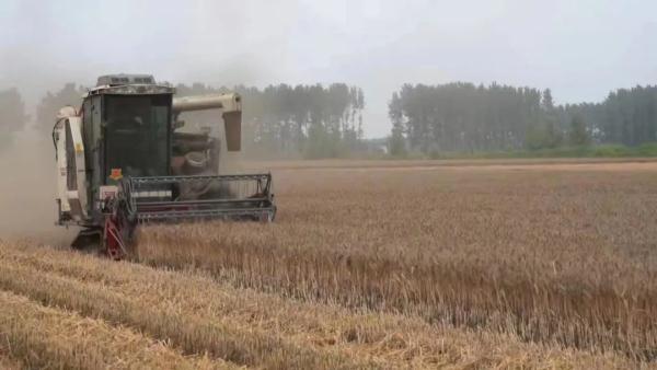 直击河南抢收小麦,“有收割机24小时作业” 直击河南抢收小麦,“有收割机24小时作业”