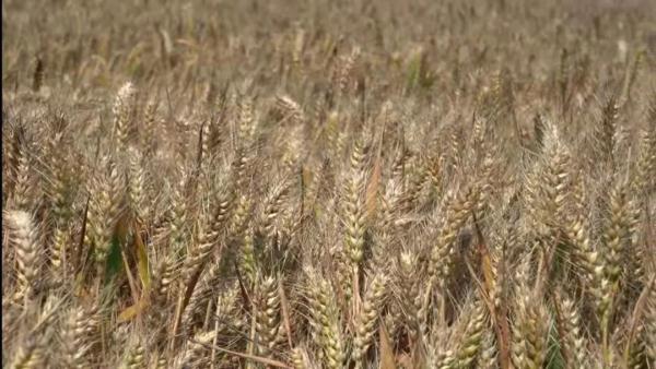 直击河南抢收小麦,“有收割机24小时作业” 直击河南抢收小麦,“有收割机24小时作业”