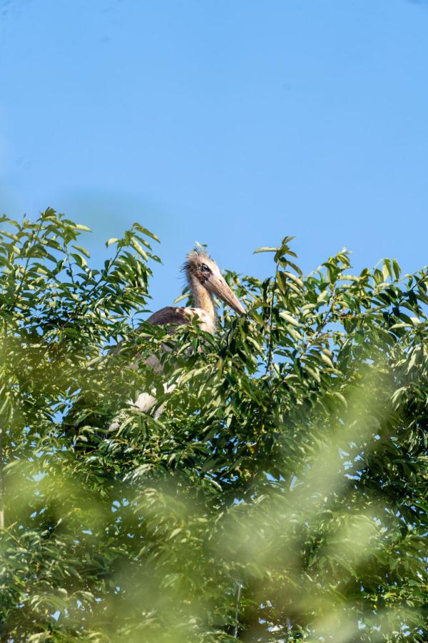 秃鹳首次在大理洱源现身 秃鹳首次在大理洱源现身
