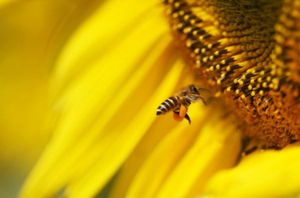 蜂群里的经济学