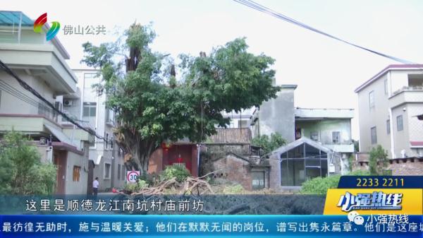 “太丑啦！”古树做“美容”，村民们都不满意......”村委回应：后续会改进！