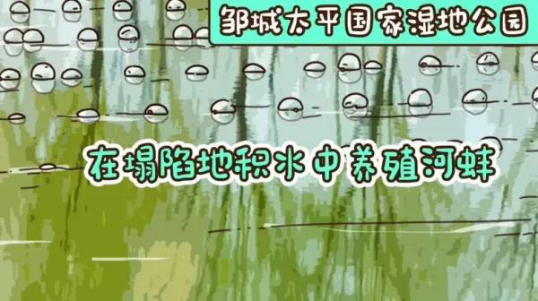 如此山东｜修复生态这件事上，“小身体”也有大能量