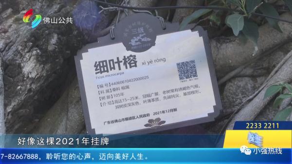 “太丑啦！”古树做“美容”，村民们都不满意......”村委回应：后续会改进！
