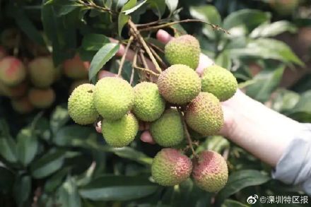 妃子笑了！南山荔枝提早一周上市