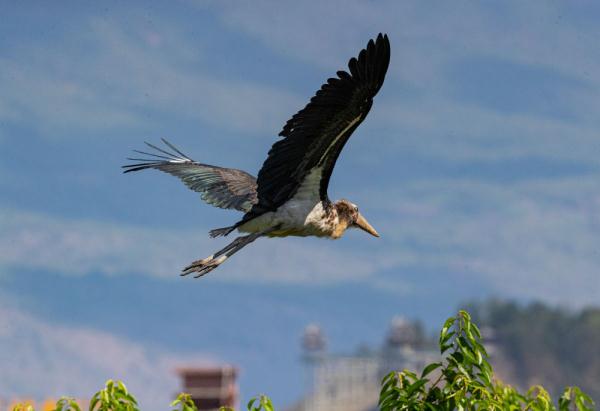 秃鹳首次在大理洱源现身 秃鹳首次在大理洱源现身