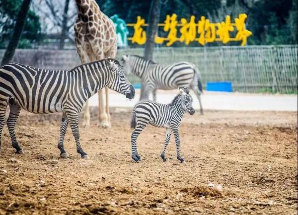 带娃去哪儿玩？“浙”些乐园，每个都能让你乐到飞起来