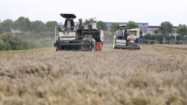 直击河南抢收小麦,“有收割机24小时作业” 直击河南抢收小麦,“有收割机24小时作业”