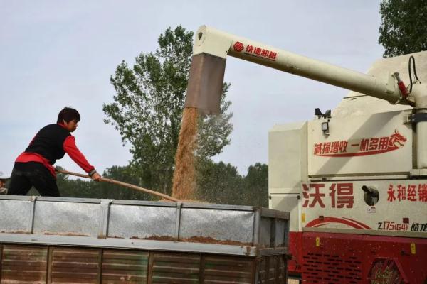 直击河南抢收小麦,“有收割机24小时作业” 直击河南抢收小麦,“有收割机24小时作业”