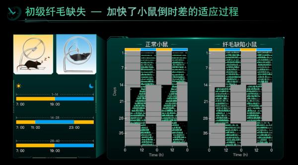 @失眠人 我国科学家发现生物钟紊乱原理！