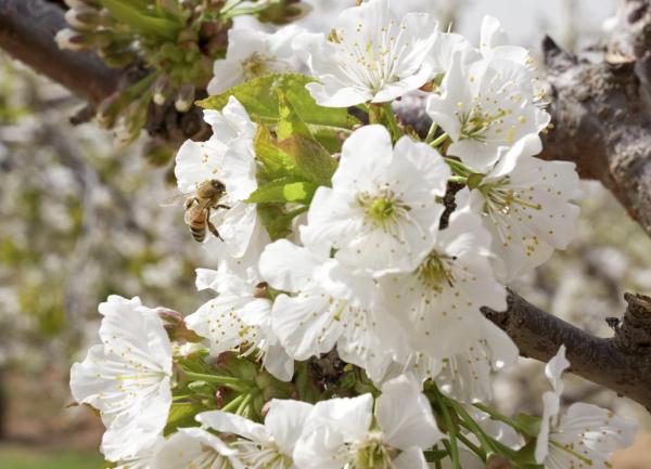 蜂群里的经济学