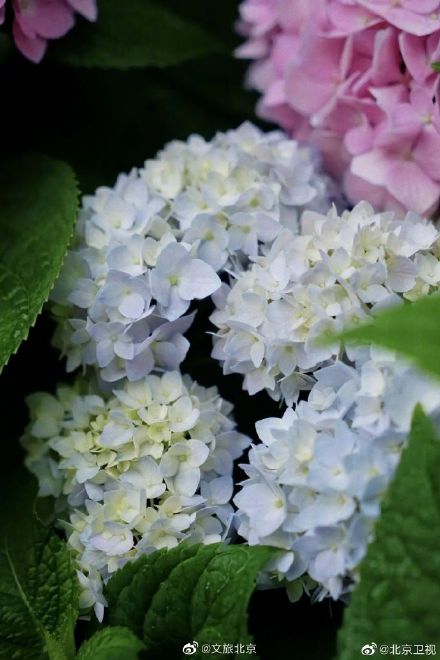 北京绣球花开，美爆了！