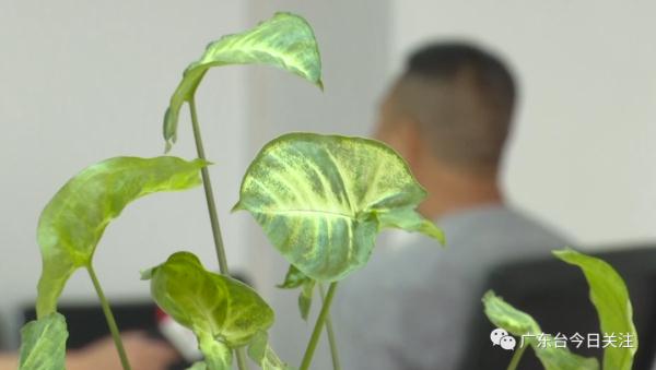 阳江一男子逃出缅北诈骗团伙后，说出了这些真相