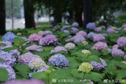 北京绣球花开，美爆了！