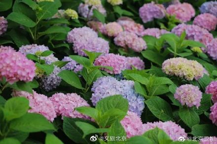 北京绣球花开，美爆了！