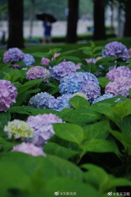 北京绣球花开，美爆了！