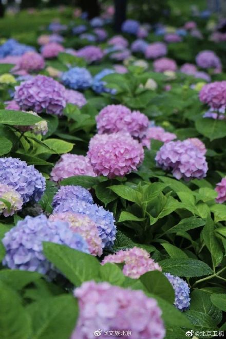 北京绣球花开，美爆了！