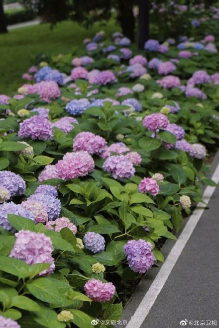 北京绣球花开，美爆了！