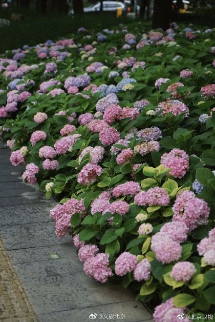 北京绣球花开，美爆了！