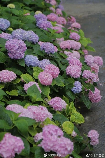 北京绣球花开，美爆了！