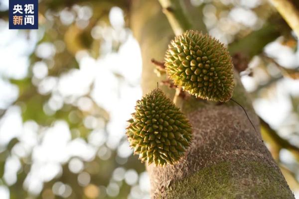 @吃货们，“吃虾自由”和“榴莲自由”有望实现了！