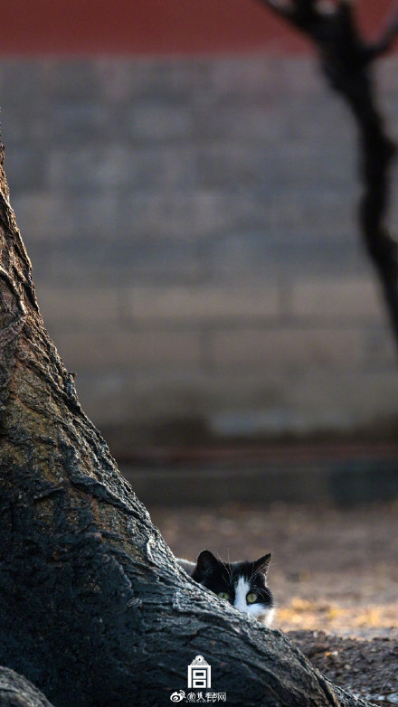 超治愈！看猫猫在故宫躲猫猫