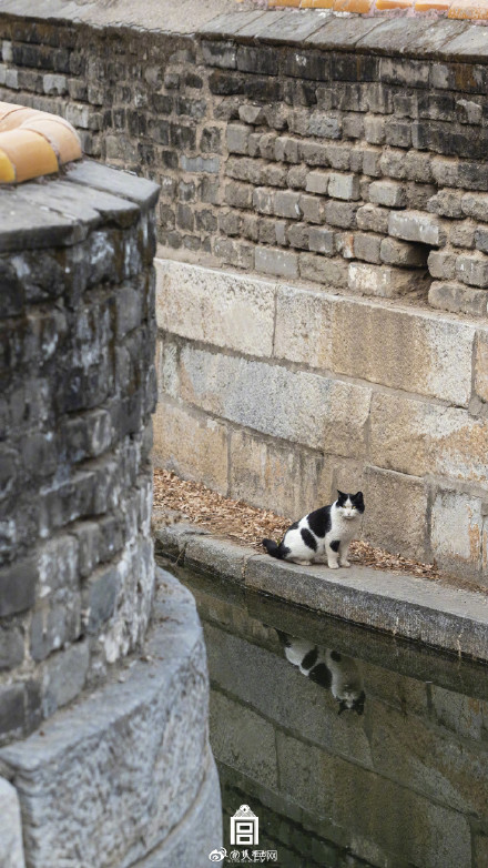 超治愈！看猫猫在故宫躲猫猫