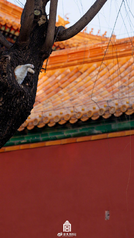 超治愈！看猫猫在故宫躲猫猫