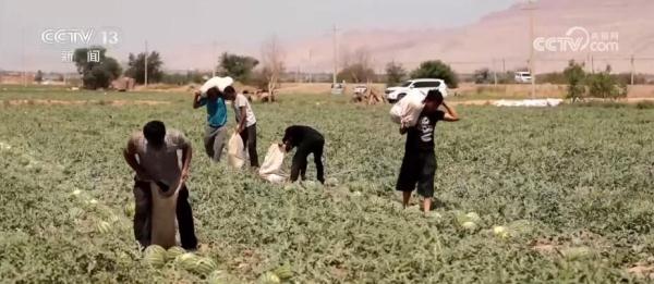 吐鲁番的西瓜熟了 瓜果丰收铺就“甜蜜”致富路
