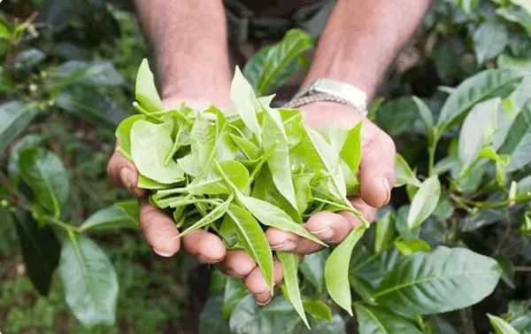 2023“两展一节”将于6月9日开幕——西城区连续十年举办国际性茶业品牌茶事标志活动