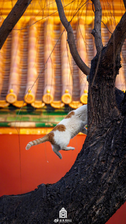 超治愈！看猫猫在故宫躲猫猫
