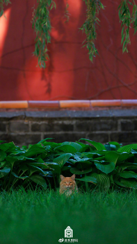 超治愈！看猫猫在故宫躲猫猫