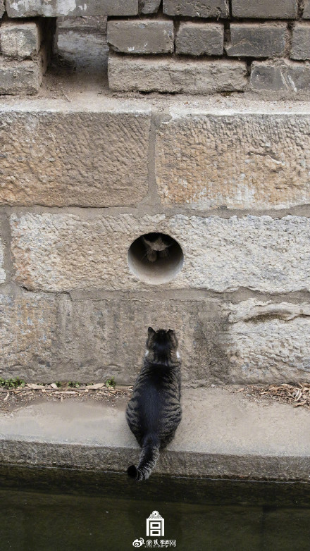 超治愈！看猫猫在故宫躲猫猫