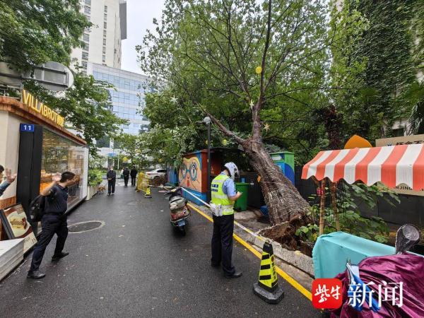 路边杉树突然倒伏，所幸未造成人员受伤