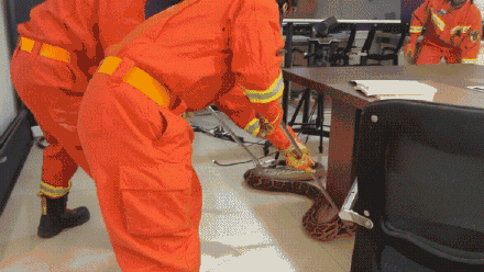 “119吗？我是110。我们这边来了条大蟒蛇，有点不敢抓…”