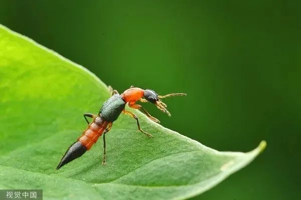 “我的脸被它毁容了！”遇到这种虫子，千万别用手拍