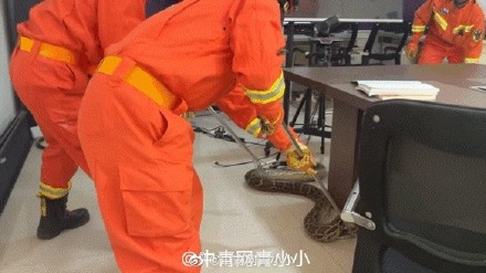 “119吗？我是110。我们这边来了条大蟒蛇，有点不敢抓…”