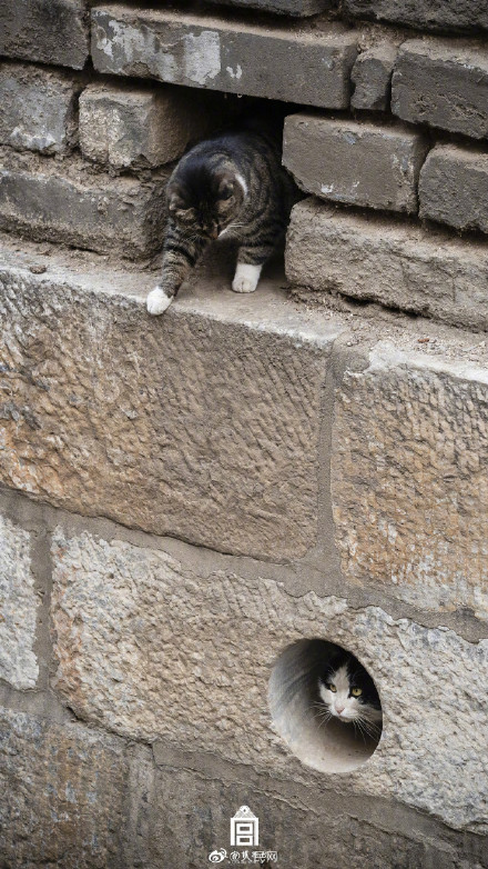 超治愈！看猫猫在故宫躲猫猫