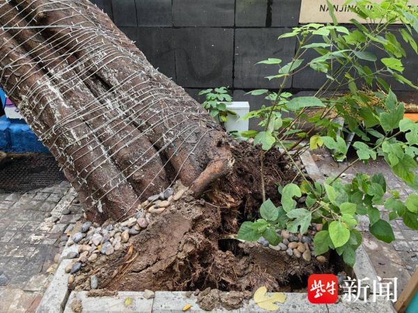 路边杉树突然倒伏，所幸未造成人员受伤