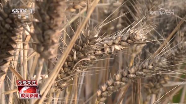 雨口夺粮的一周