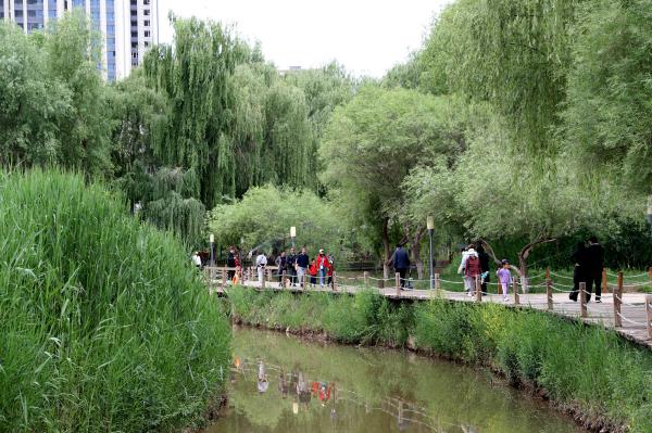 甘肃兰州:黄河岸 绿意浓 甘肃兰州:黄河岸 绿意浓