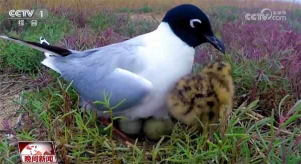 国家公园建设加速推进 野生动物越来越频繁地亮相 国家公园建设加速推进 野生动物越来越频繁地亮相