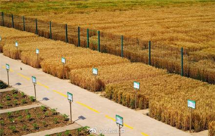 北三环最美麦田收获在望 北三环最美麦田收获在望