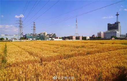 北三环最美麦田收获在望 北三环最美麦田收获在望