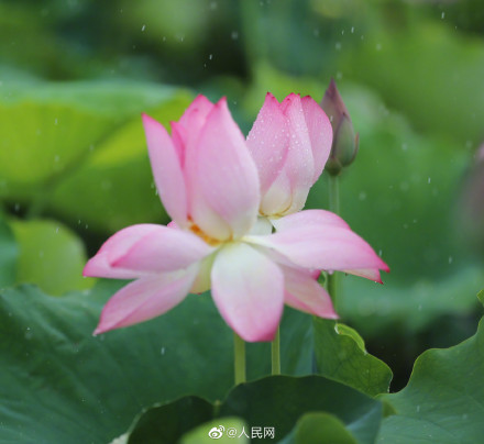 一组夏日限定荷花头像，祝考生们好运“莲莲”！