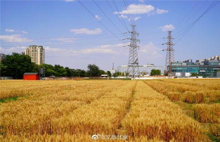 北三环最美麦田收获在望 北三环最美麦田收获在望