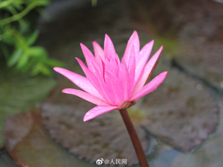 一组夏日限定荷花头像，祝考生们好运“莲莲”！