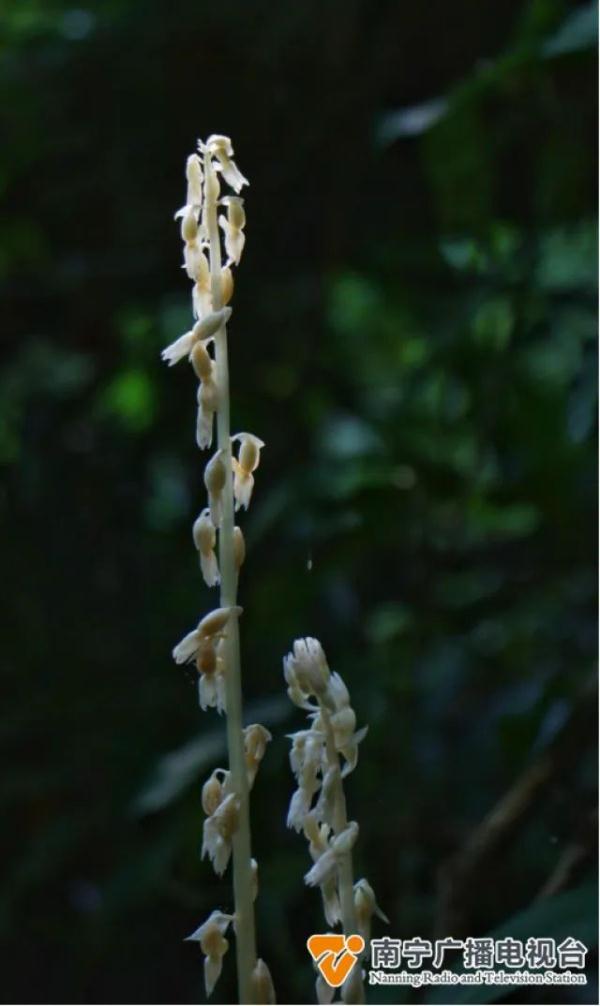 大明山再现“幽灵兰花”！
