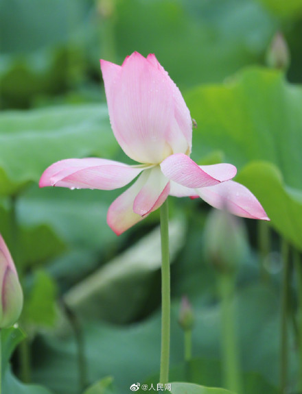 一组夏日限定荷花头像，祝考生们好运“莲莲”！