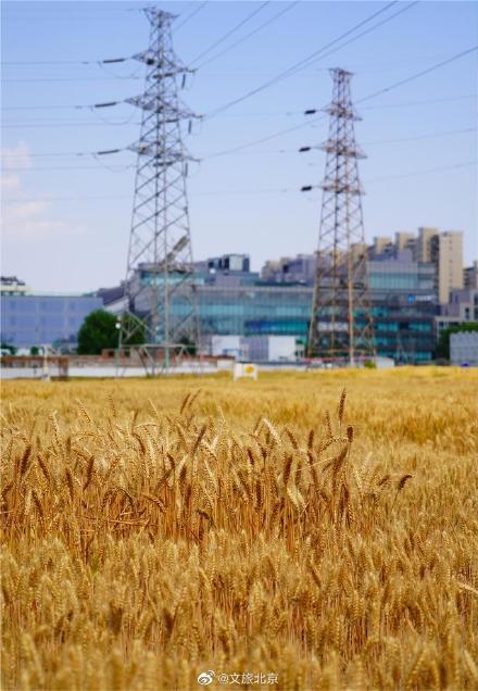 北三环最美麦田收获在望 北三环最美麦田收获在望